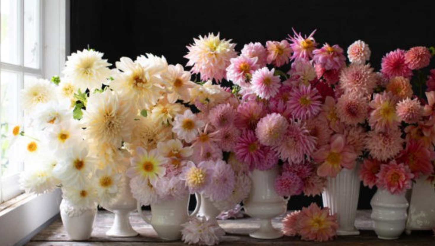 Cluster of dahlias in white vases